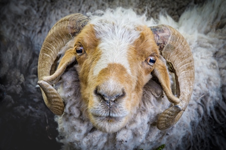 Sheep with curled horns enclosed in a wooden pen on a farm in a rural village in Ladakh in the Himalaya mountains, India