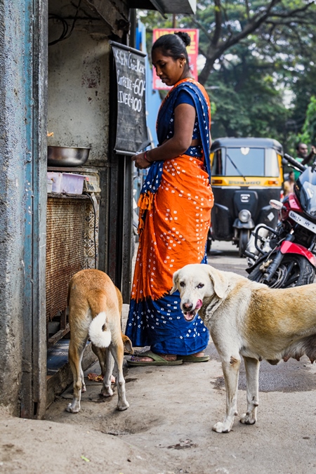 Indian street or stray pariah dogs being fed outside a chicken meat shop in Pune, India, 2021