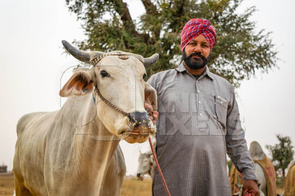Man holding white Indian bullock or bull with horns and a nose rope at Nagaur Cattle Fair, Rajasthan, India, 2017