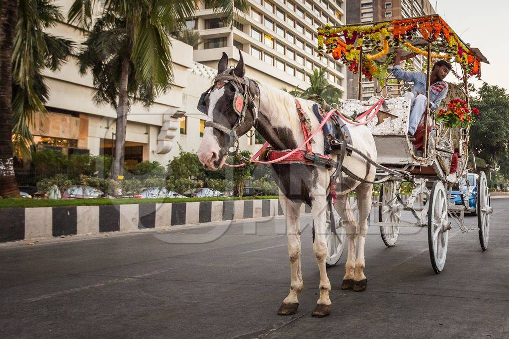 Brown and white horse used for carriage rides in Mumbai