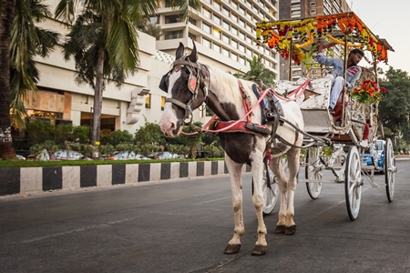 Brown and white horse used for carriage rides in Mumbai