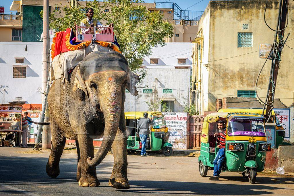 Painted elephant used for entertainment tourist ride walking on street in Ajmer