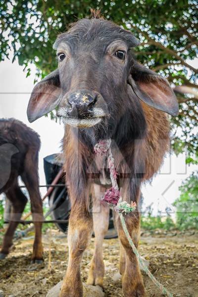 Small baby buffalo calf tied up in a farm in a village