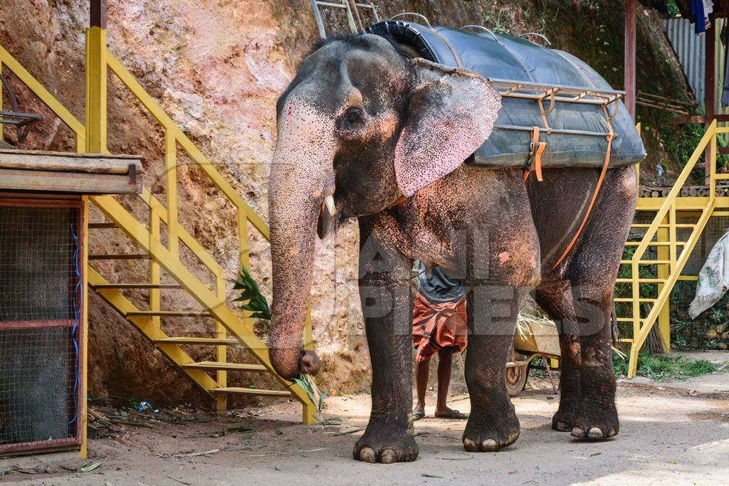 Elephant used for tourist rides in the hills of Munnar in Kerala