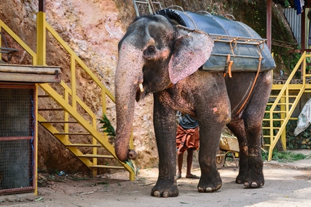 Elephant used for tourist rides in the hills of Munnar in Kerala