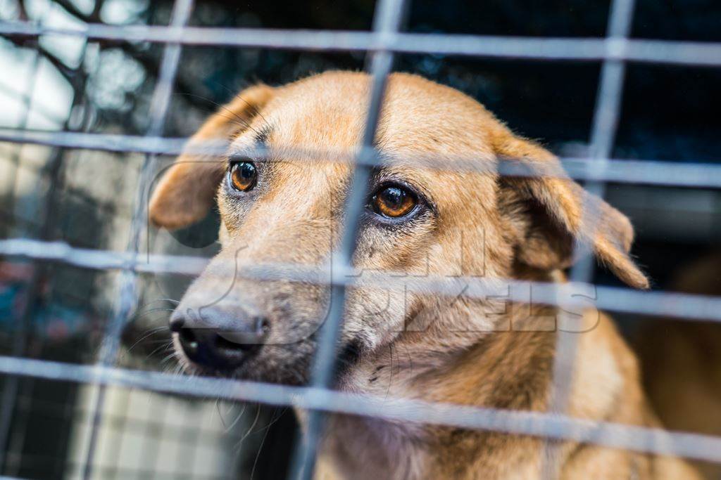 Street dogs in van caught for sterilisation operation as part of animal birth control program