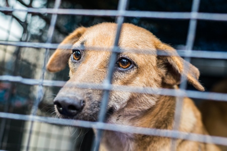 Street dogs in van caught for sterilisation operation as part of animal birth control program