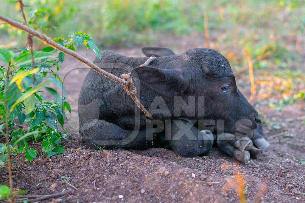 Small baby Indian buffalo calf tied up in an urban dairy on the outskirts of a city