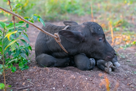 Small baby Indian buffalo calf tied up in an urban dairy on the outskirts of a city