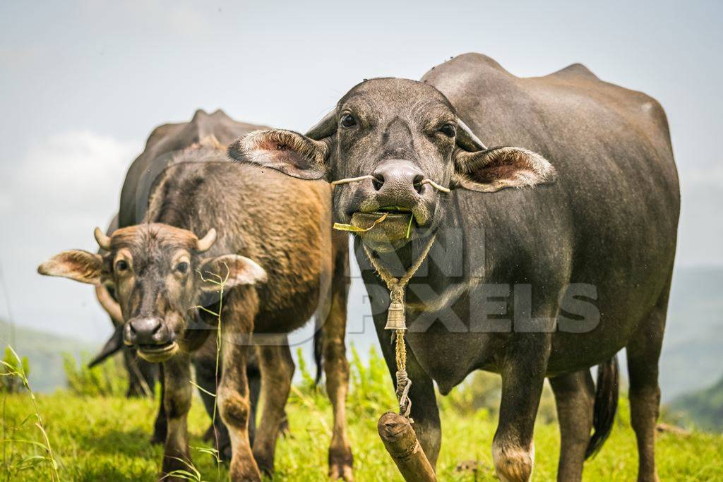 Heard of farmed buffaloes in a field in the countryside