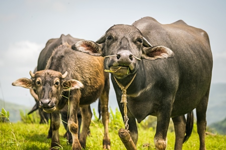 Heard of farmed buffaloes in a field in the countryside