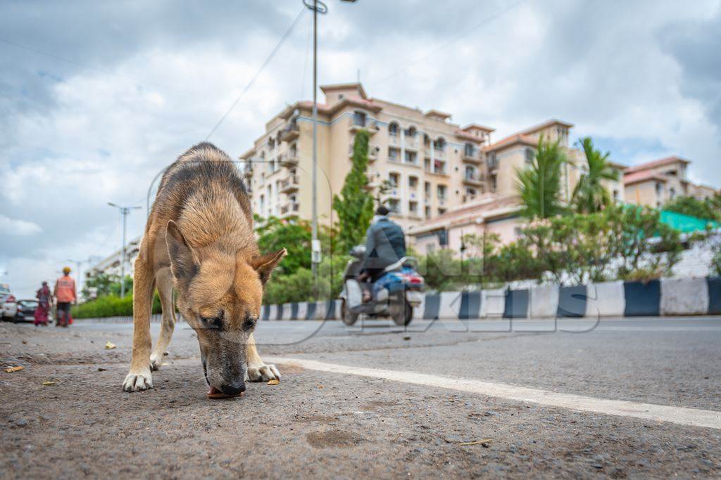 Hungry street dog eating biscuits on an urban city street