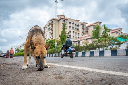 Hungry street dog eating biscuits on an urban city street