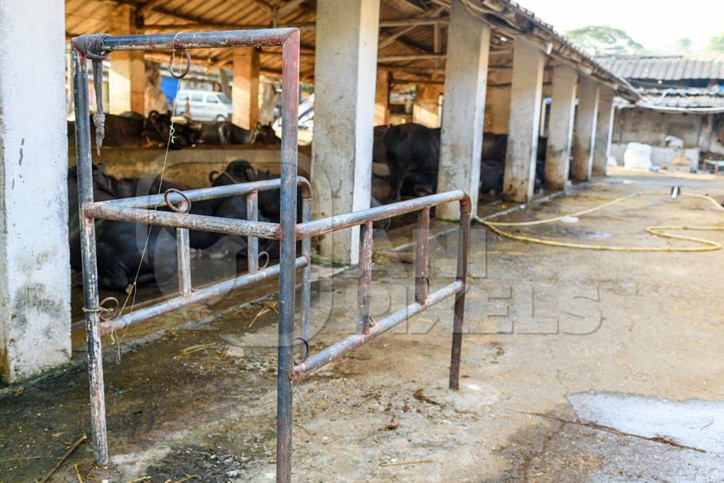 Indian buffaloes tied up near a metal stall on a concrete shed on an urban dairy farm or tabela, Aarey milk colony, Mumbai, India, 2023