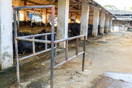 Indian buffaloes tied up near a metal stall on a concrete shed on an urban dairy farm or tabela, Aarey milk colony, Mumbai, India, 2023