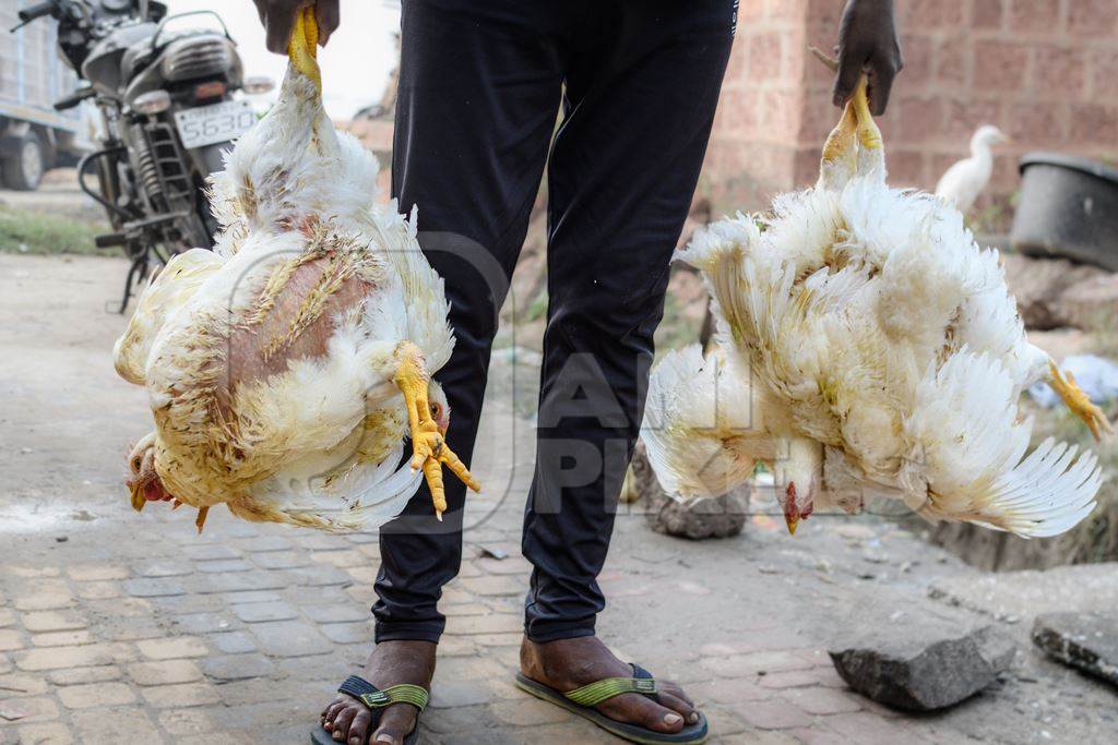 Worker carrying bunches of Indian broiler chickens to a chicken meat shop, Malvan, Maharashtra, India, 2022