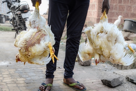 Worker carrying bunches of Indian broiler chickens to a chicken meat shop, Malvan, Maharashtra, India, 2022