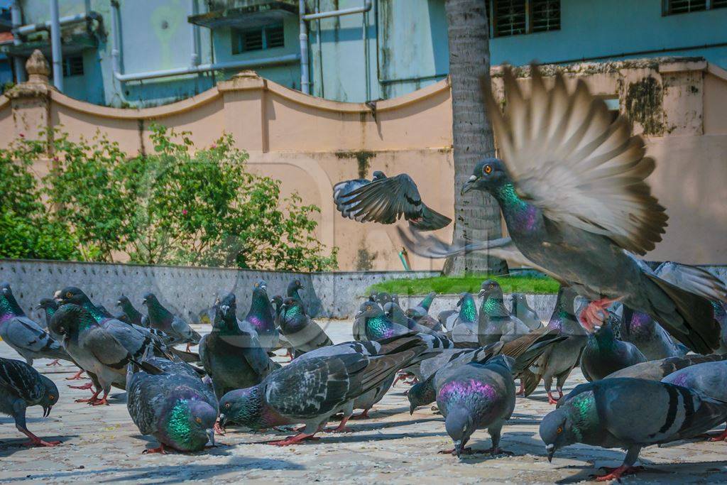 Flock of grey urban pigeons with some birds flying eating seeds in a courtyard of a temple