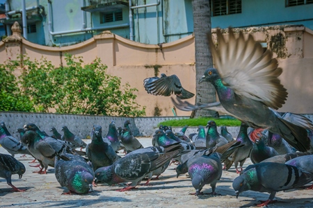 Flock of grey urban pigeons with some birds flying eating seeds in a courtyard of a temple