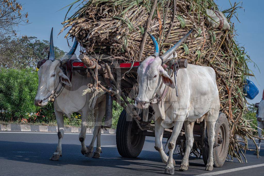 Many working Indian bullocks pulling sugarcane carts working as animal labour in the sugarcane industry in Maharashtra, India, 2020