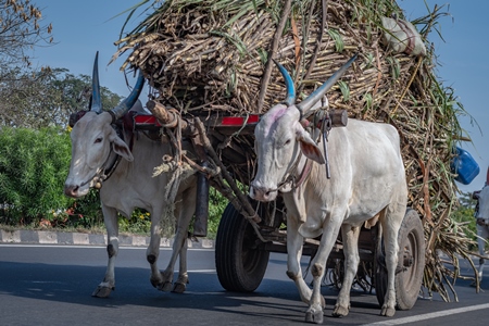 Many working Indian bullocks pulling sugarcane carts working as animal labour in the sugarcane industry in Maharashtra, India, 2020