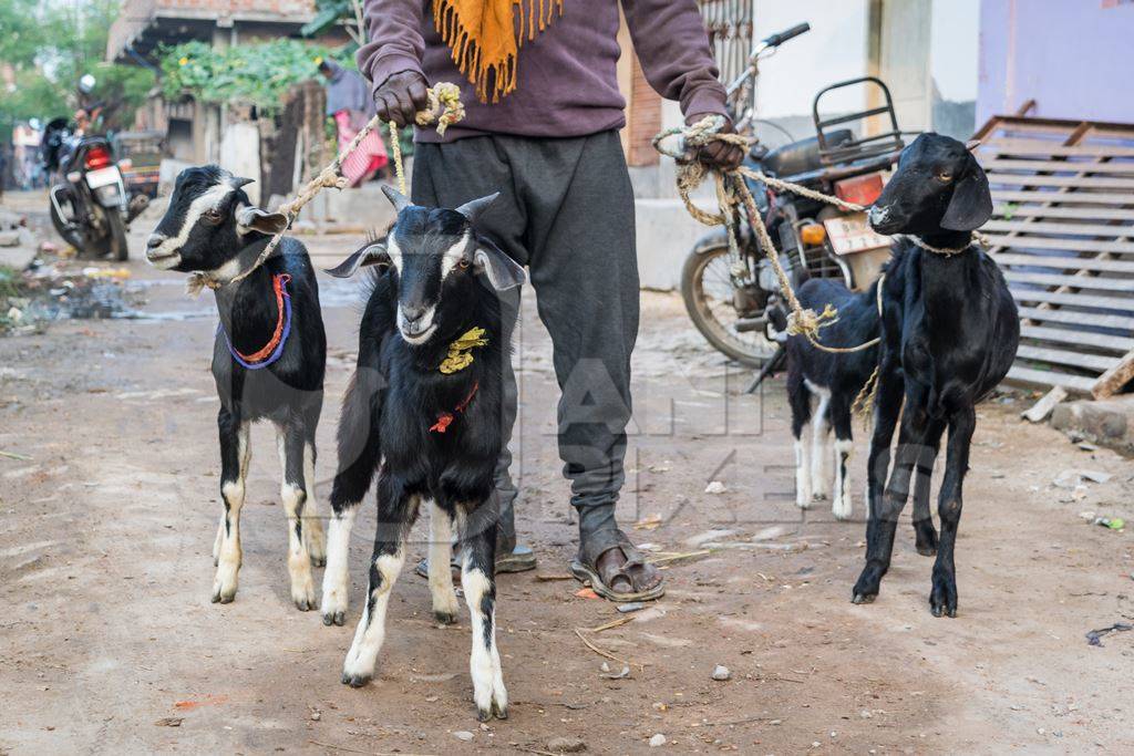 Man with goats tied by string on an urban city street