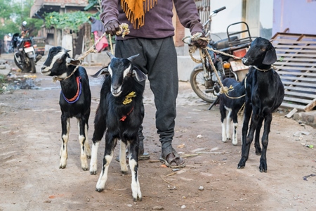 Man with goats tied by string on an urban city street