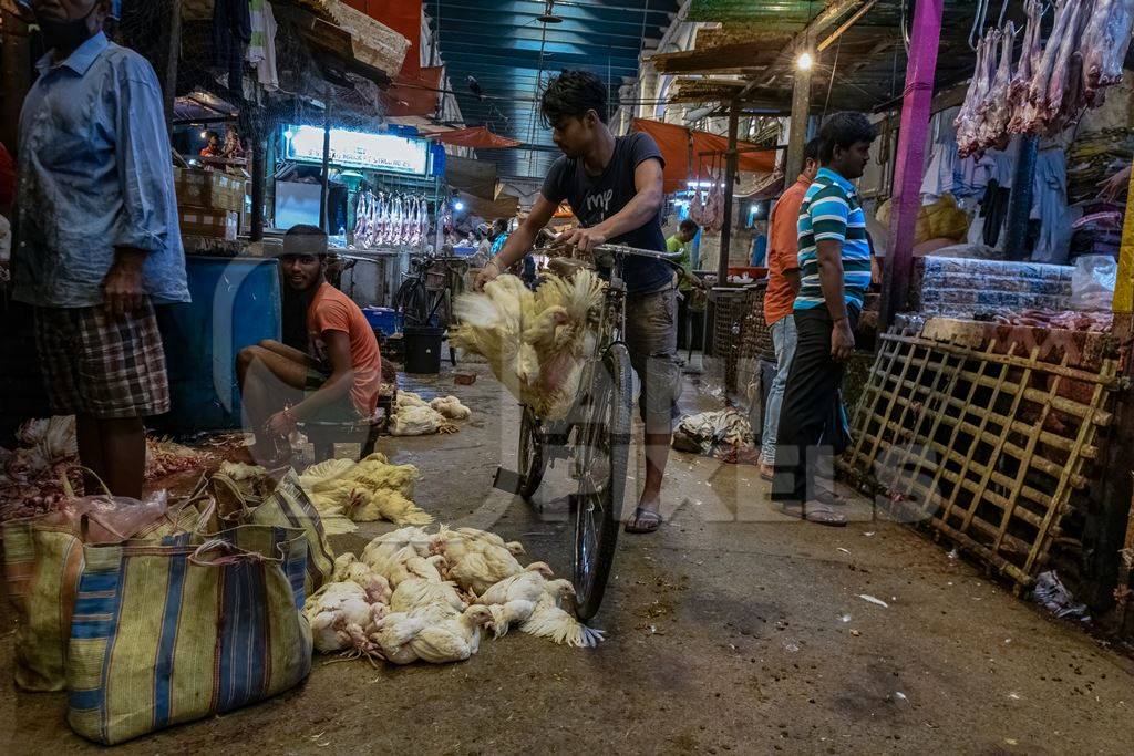 Worker with bunches of chickens upside down in a bunch tied on a bicycle at the chicken meat market inside New Market, Kolkata, India, 2022