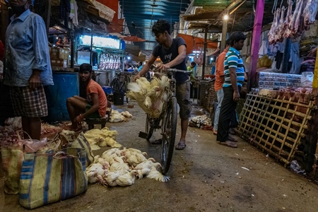 Worker with bunches of chickens upside down in a bunch tied on a bicycle at the chicken meat market inside New Market, Kolkata, India, 2022