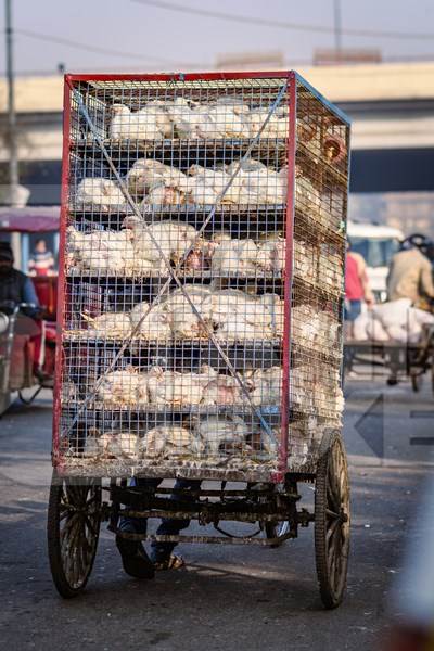 Indian broiler chickens being transported in cages on a tricycle chicken cart at Ghazipur murga mandi, Ghazipur, Delhi, India, 2022