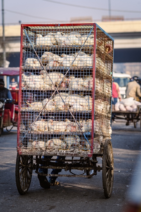 Indian broiler chickens being transported in cages on a tricycle chicken cart at Ghazipur murga mandi, Ghazipur, Delhi, India, 2022