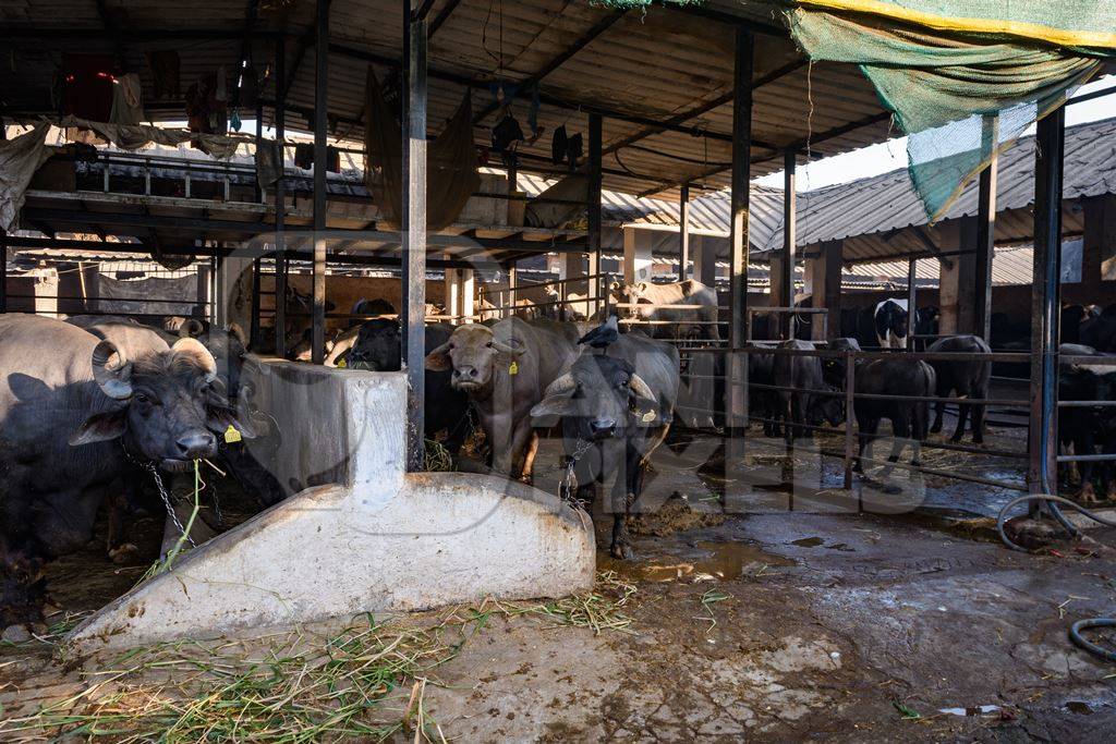 Farmed Indian buffaloes on an urban dairy farm or tabela, Aarey milk colony, Mumbai, India, 2023