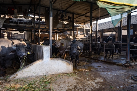 Farmed Indian buffaloes on an urban dairy farm or tabela, Aarey milk colony, Mumbai, India, 2023