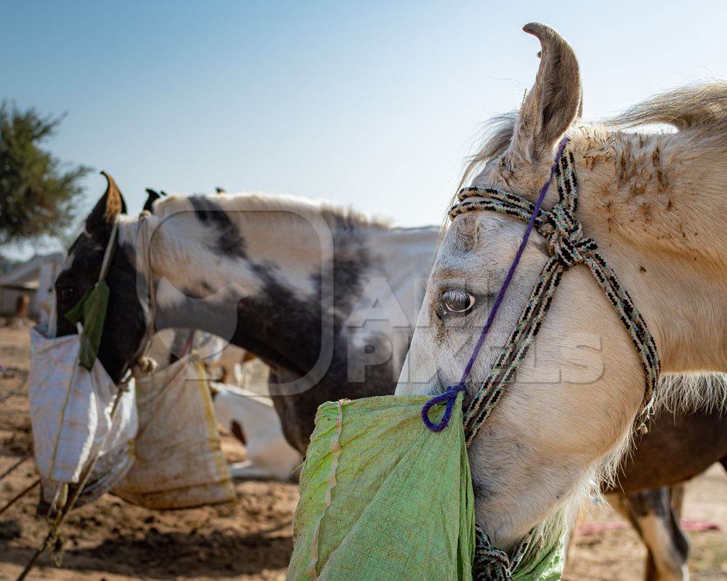 Indian horses with nosebags eating at Nagaur Cattle Fair, Nagaur, Rajasthan, India, 2022