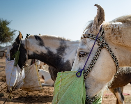 Indian horses with nosebags eating at Nagaur Cattle Fair, Nagaur, Rajasthan, India, 2022