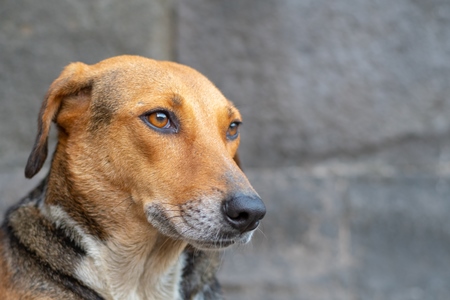 Face of Indian stray or street dog on the street in an urban city in India