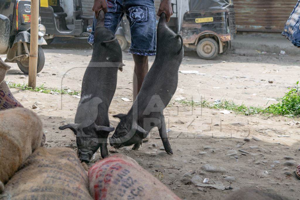 People holding pigs for sale for meat at the weekly animal market