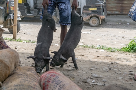 People holding pigs for sale for meat at the weekly animal market