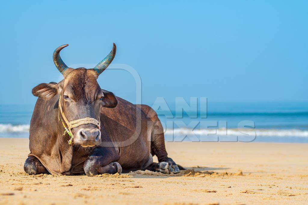 Indian cow or bull with large horns sitting on the beach in Maharashtra, India with blue sky background