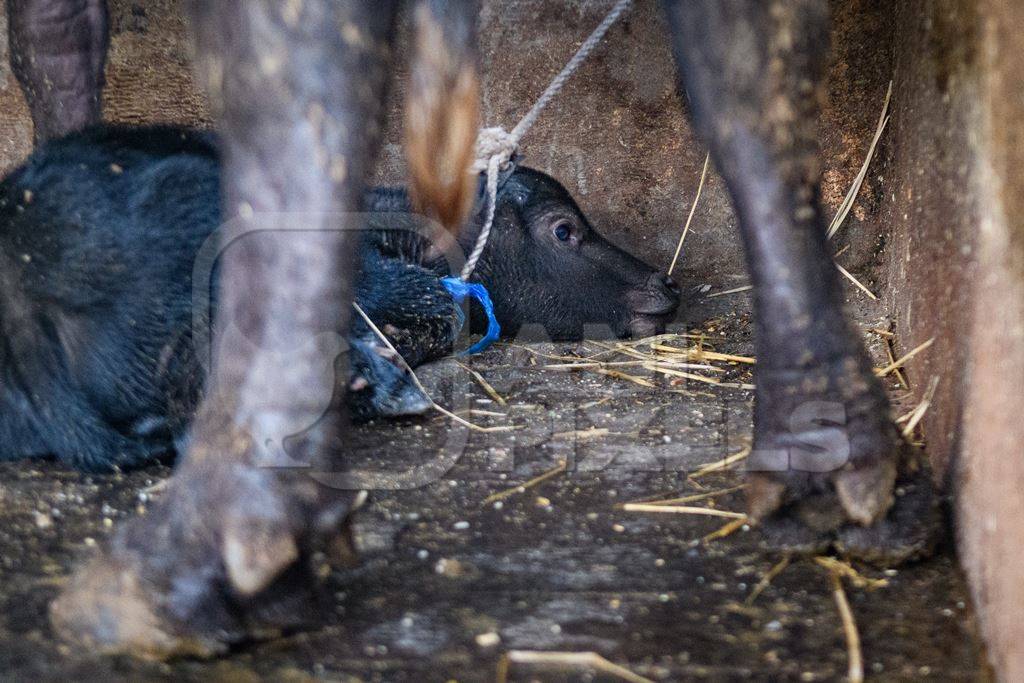Farmed Indian buffalo calf tied up with mother on an urban dairy farm or tabela, Aarey milk colony, Mumbai, India, 2023