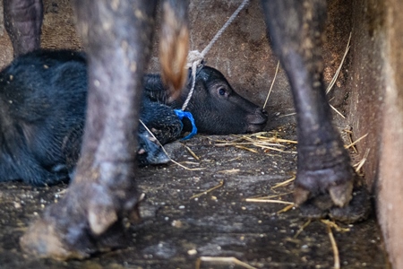 Farmed Indian buffalo calf tied up with mother on an urban dairy farm or tabela, Aarey milk colony, Mumbai, India, 2023