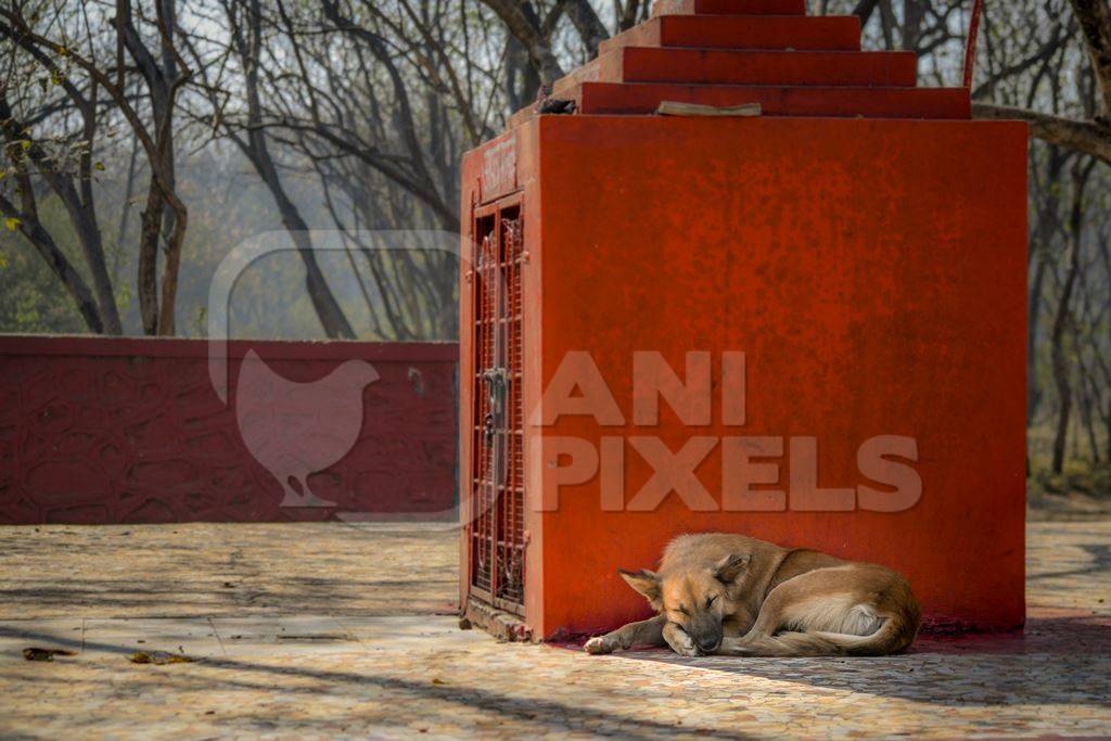 Stray indian street dog lying next to a small temple on a hill in an urban city in Maharashtra