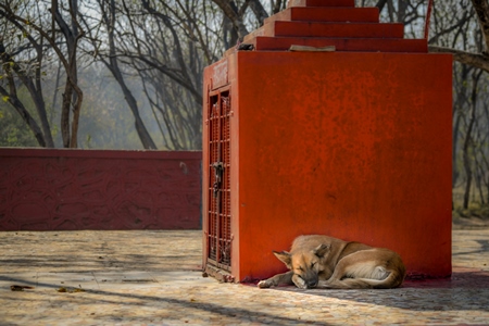 Stray indian street dog lying next to a small temple on a hill in an urban city in Maharashtra