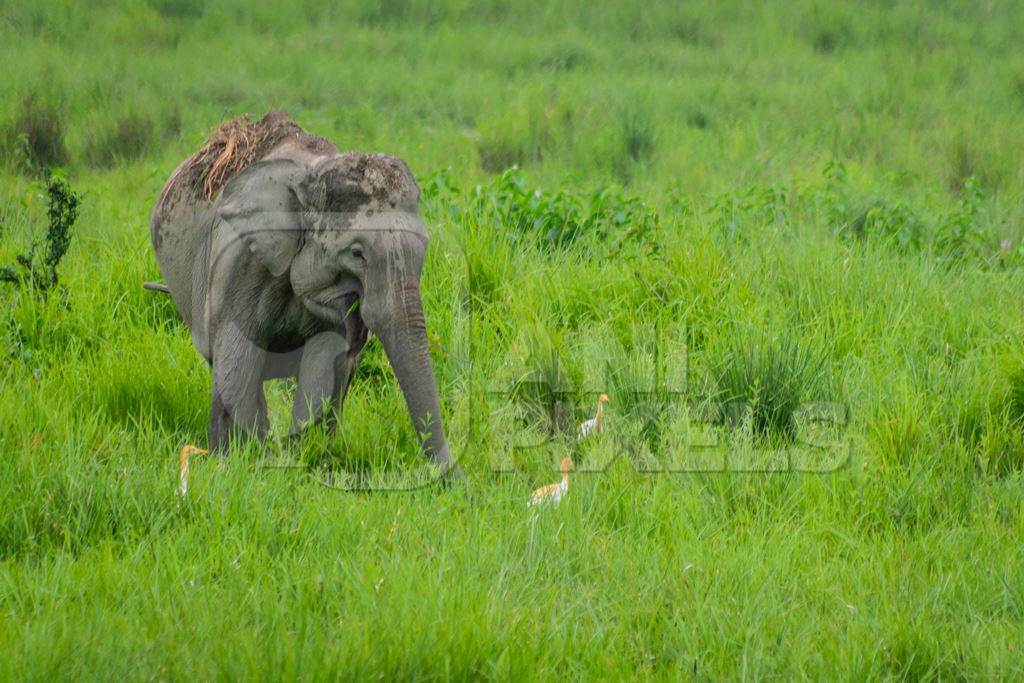 Wild Indian elephant in the green grass at Kaziranga National Park in Assam