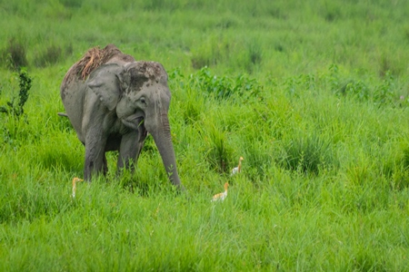 Wild Indian elephant in the green grass at Kaziranga National Park in Assam