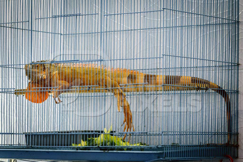 Large exotic reptile in cage on sale at Crawford pet market