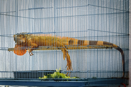 Large exotic reptile in cage on sale at Crawford pet market