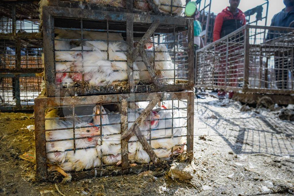 Indian broiler chickens packed into small dirty cages or crates at Ghazipur murga mandi, Ghazipur, Delhi, India, 2022