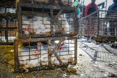 Indian broiler chickens packed into small dirty cages or crates at Ghazipur murga mandi, Ghazipur, Delhi, India, 2022
