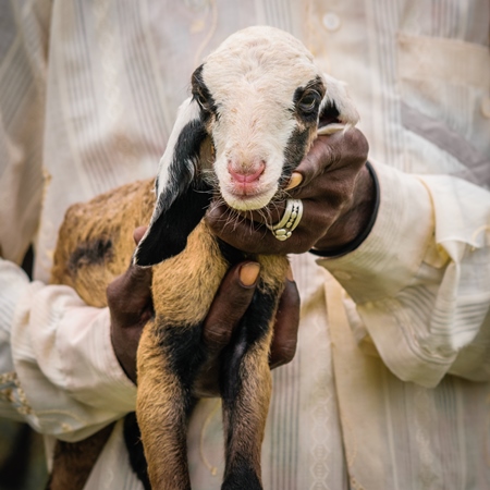 Farmer holding lambs with his herd of sheep in a field in rural countryside